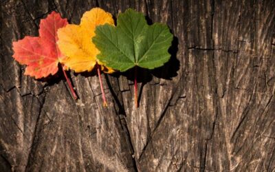 Shifting Gears in a time of multiple transitions
