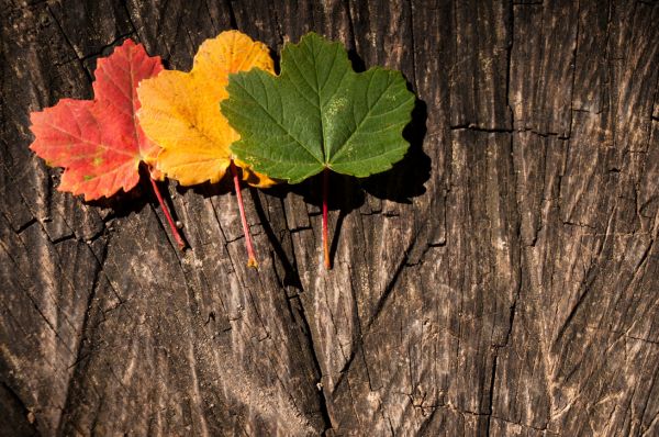 Shifting Gears in a time of multiple transitions