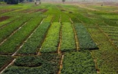 Special Agricultural Processing Zones (SAPZ) State Selection Criteria Guidance Note