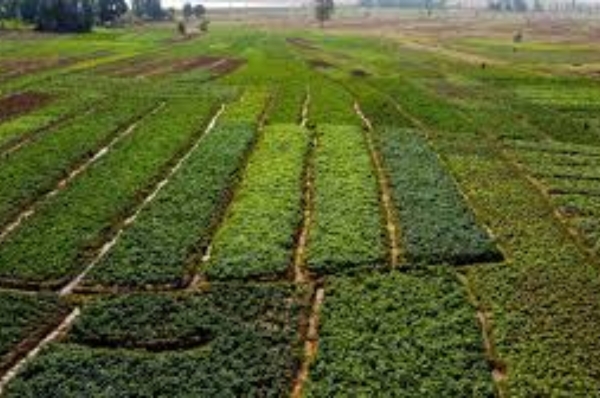 Special Agricultural Processing Zones (SAPZ) State Selection Criteria Guidance Note